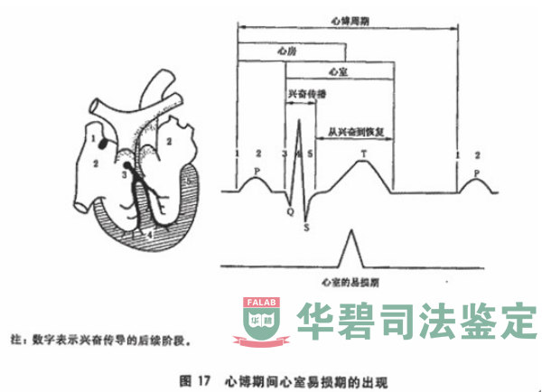 生理參數(shù)和電氣參數(shù)對(duì)心臟活動(dòng)的影響